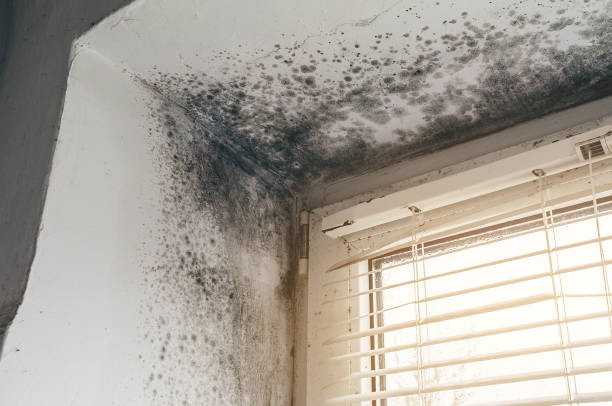 Trusted Commercial Mold Remediation service in McHenry, MD - Cheap Mold Removal
